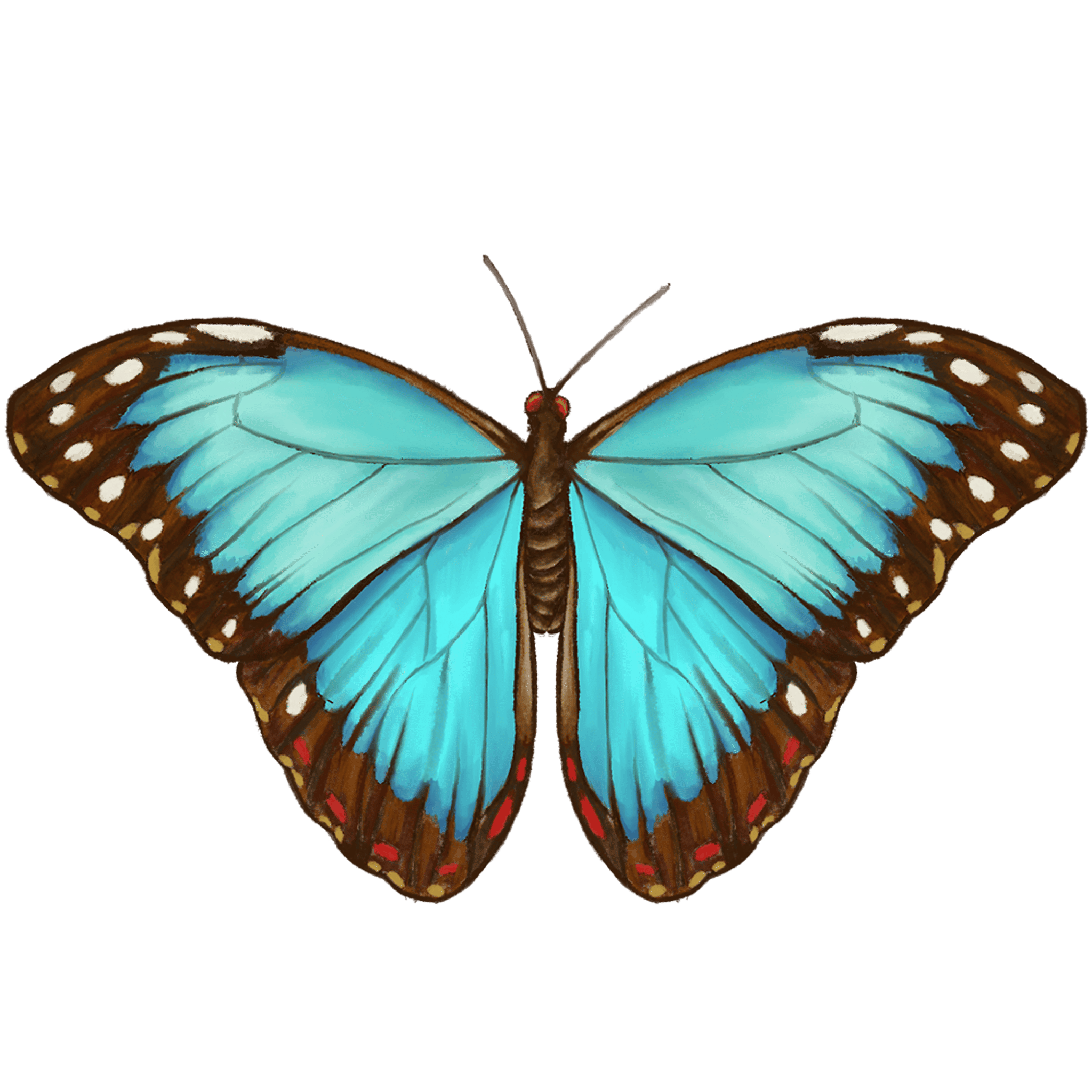 Painted Butterfly