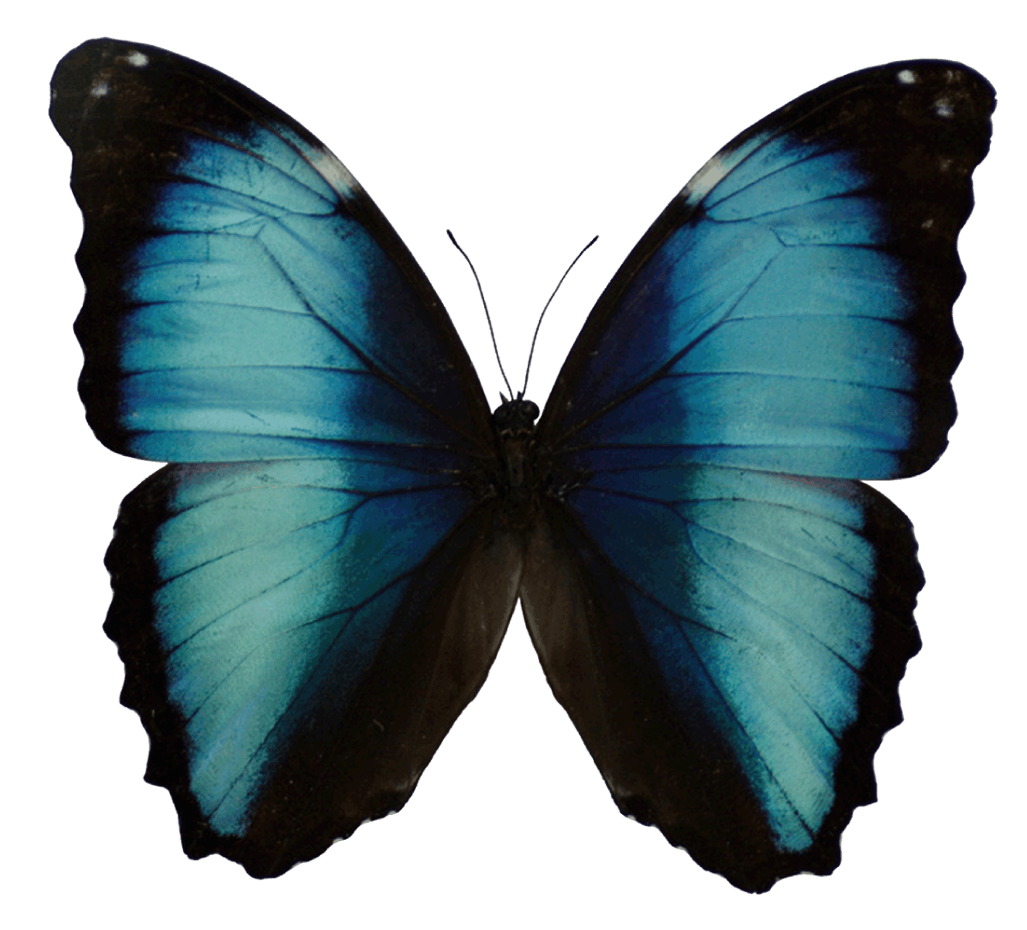 Blue Morpho Butterfly