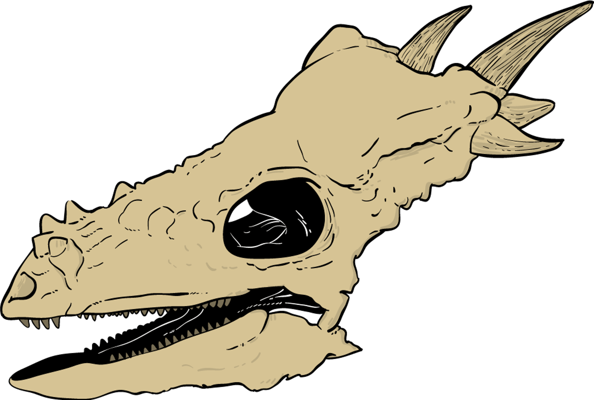 Dinosaur Skull