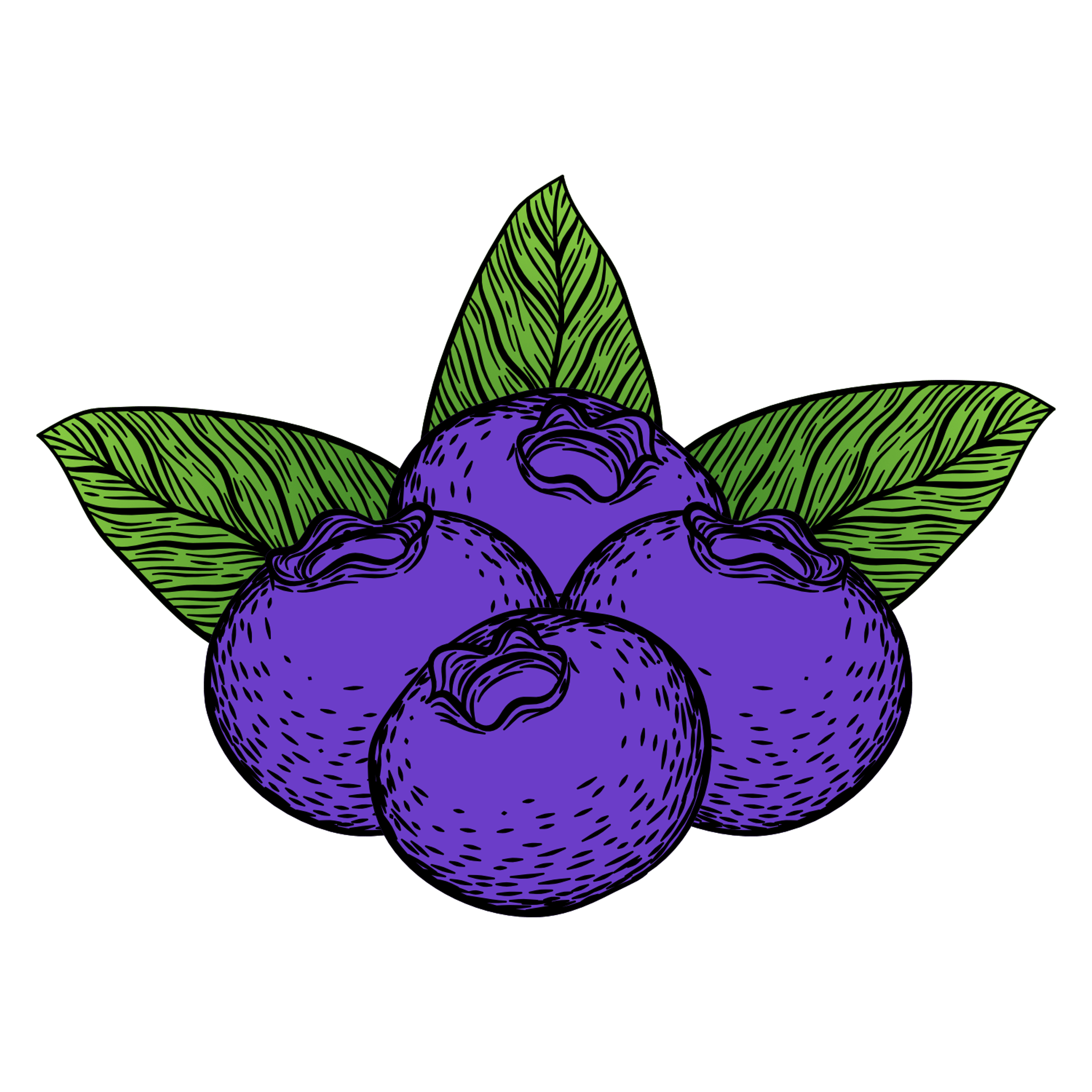 Blueberry Illustration