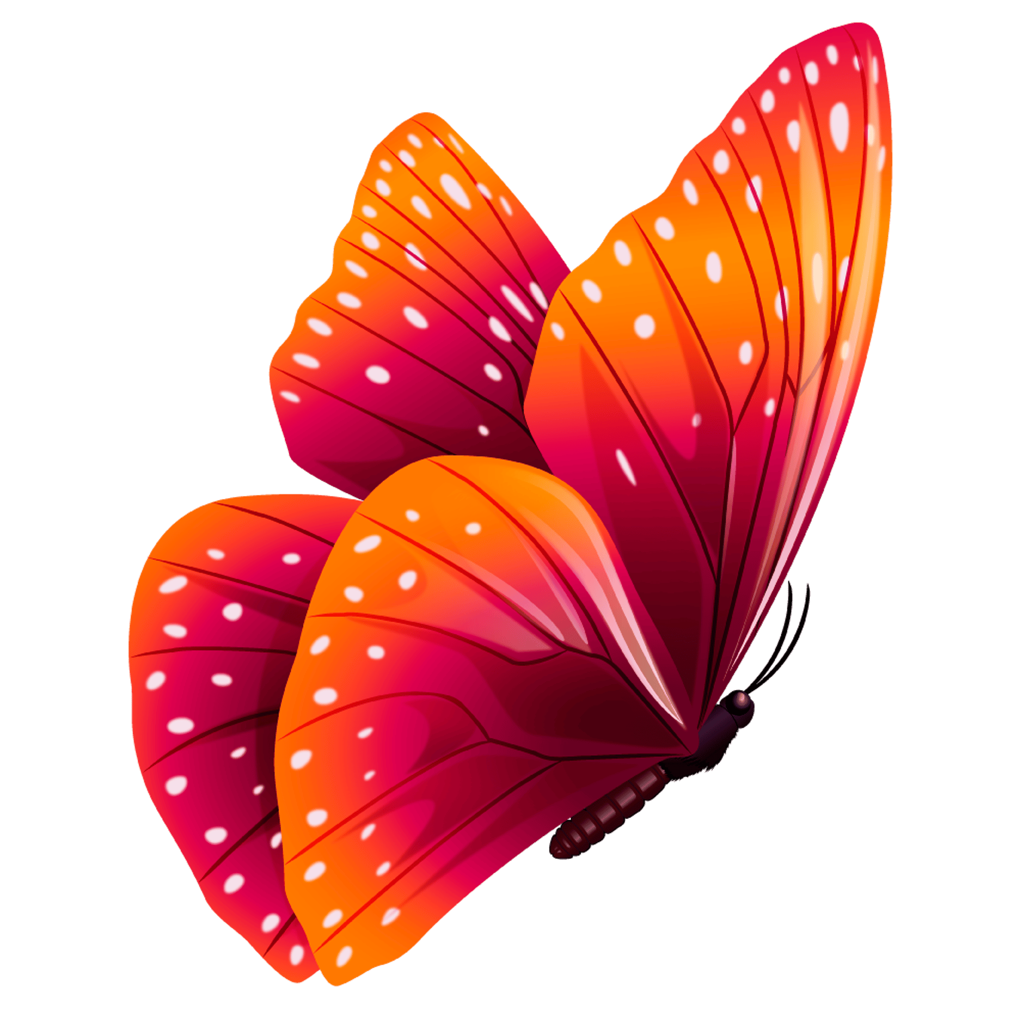 Orange and Pink Butterfly