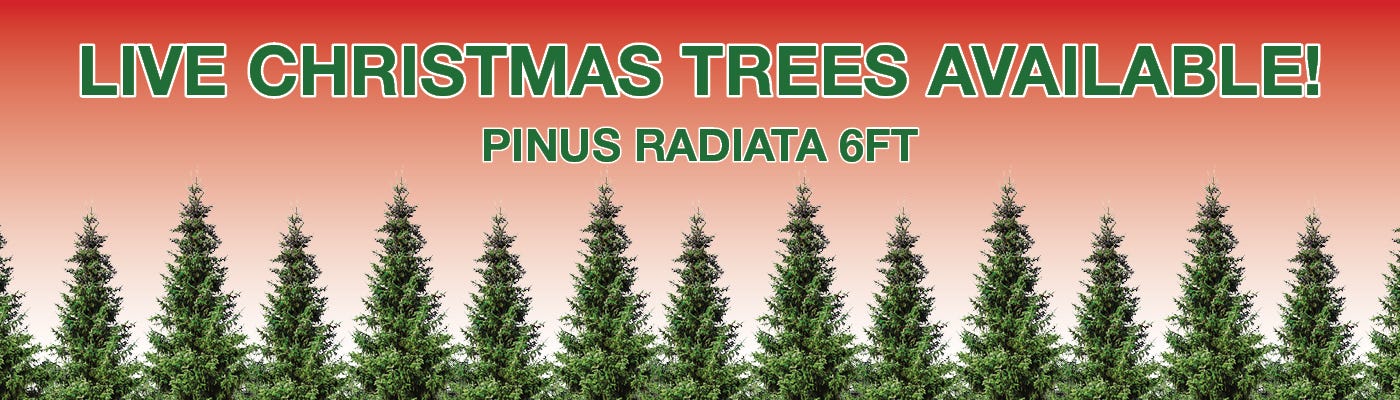 Live Christmas trees available! Pinus Radiata 6ft