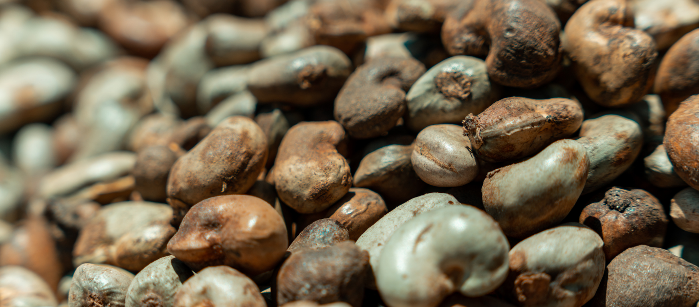 cashew-nut-shell-oil-distillation-cnsl-cardanol-oil-extraction-process