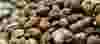 cashew-nut-shell-oil-distillation-cnsl-cardanol-oil-extraction-process