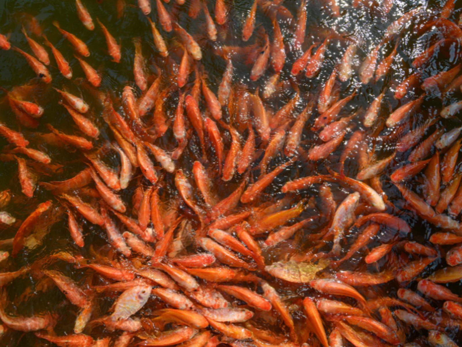 Aquaculture- Teaser.png
