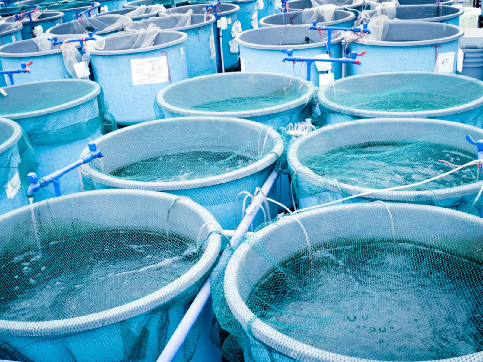 Aquaculture.png