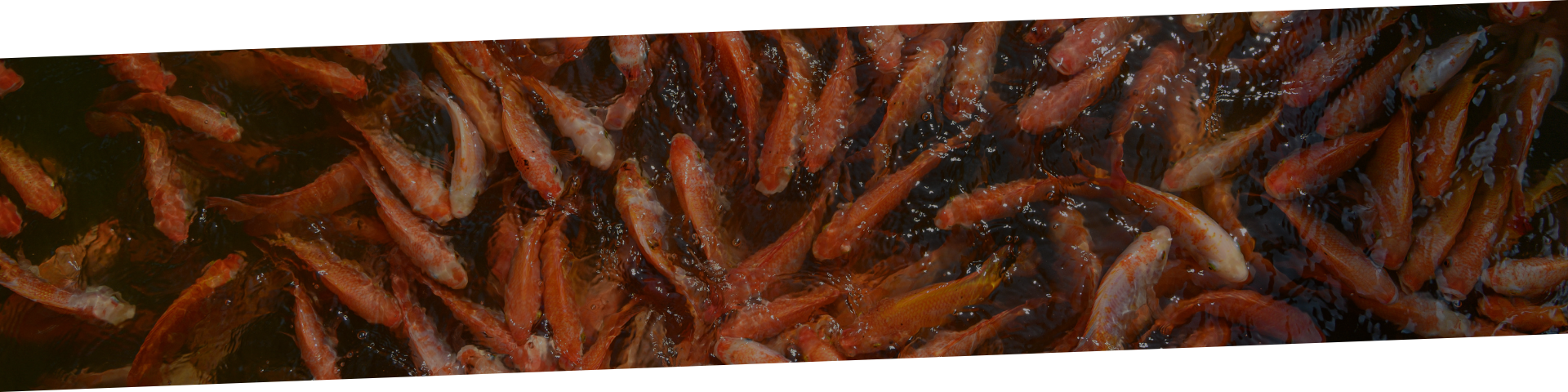 Aquaculture Banner.png