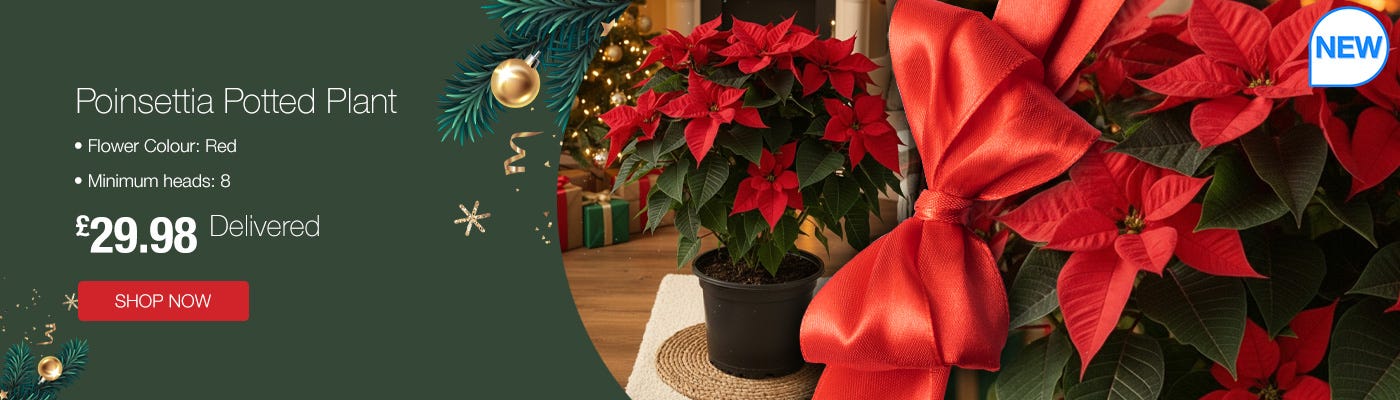 Poinsettia Potted Plant