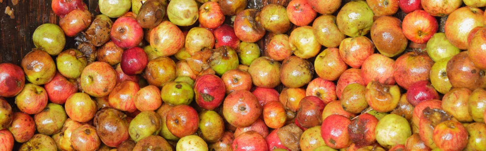 spx_application_food_waste_d2.jpg
