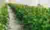 csm-seepex-casestudy-teaser-green-tomatoes-300x182-b9bd7cec93.jpg