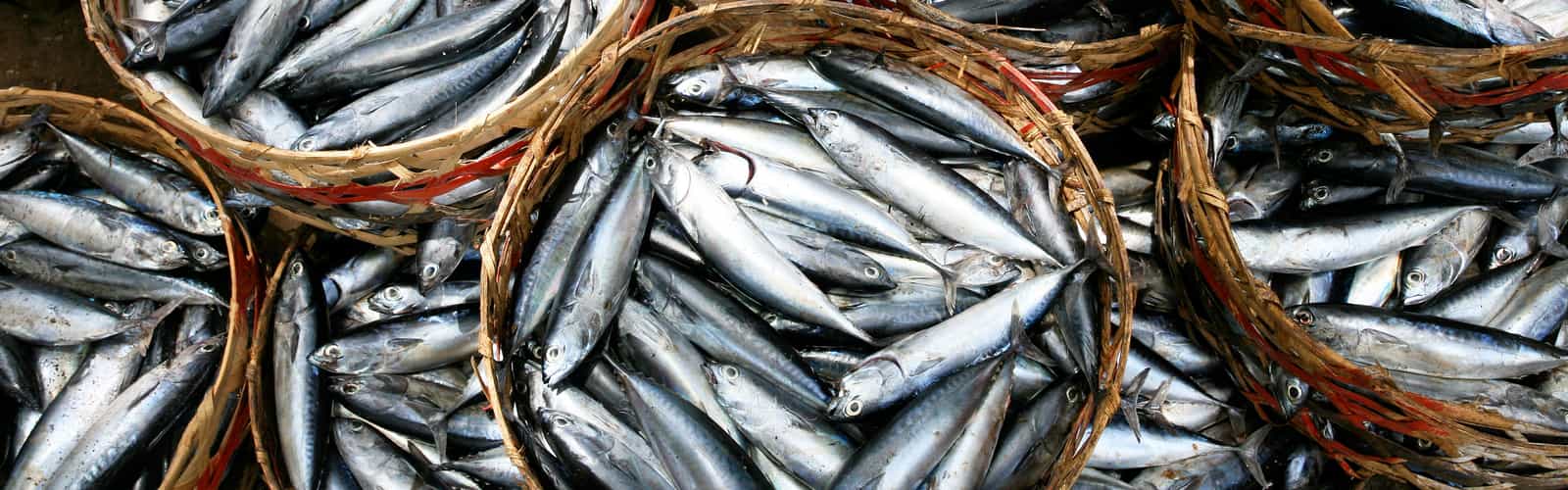 aplicação spx pesca d