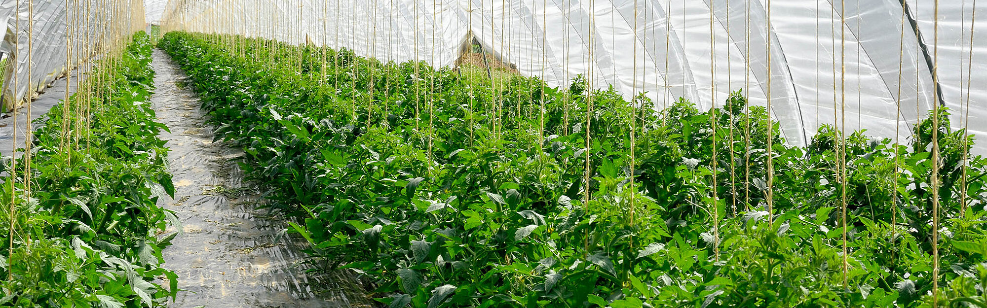 csm seepex casestudy header green tomatoes 