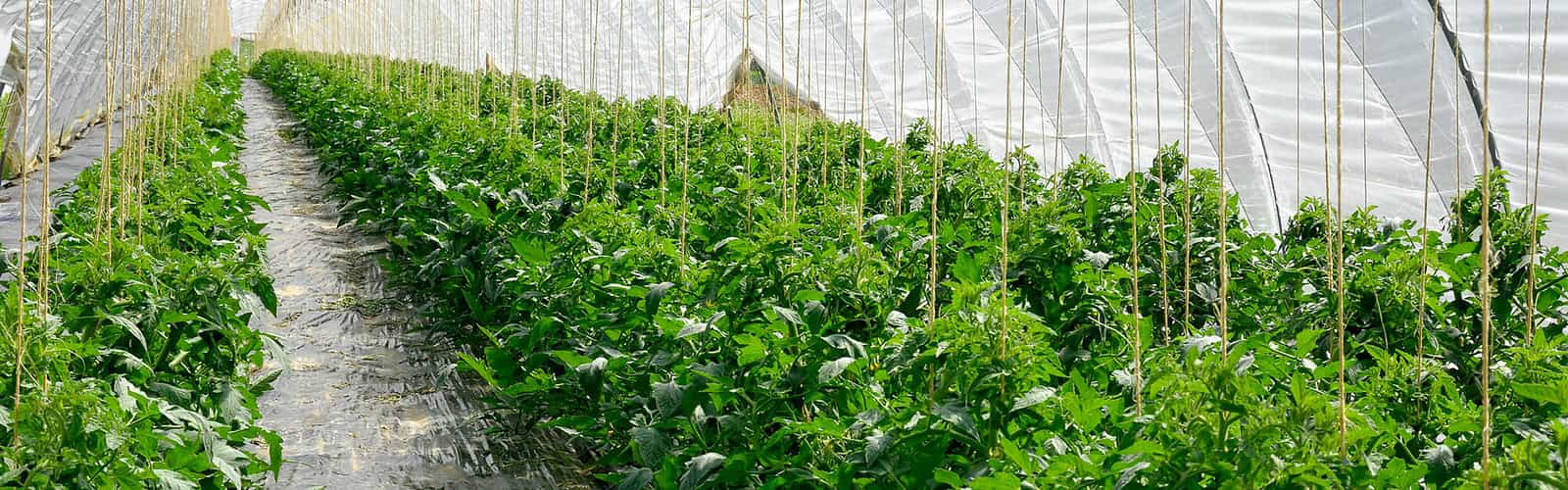 csm seepex casestudy header green tomatoes