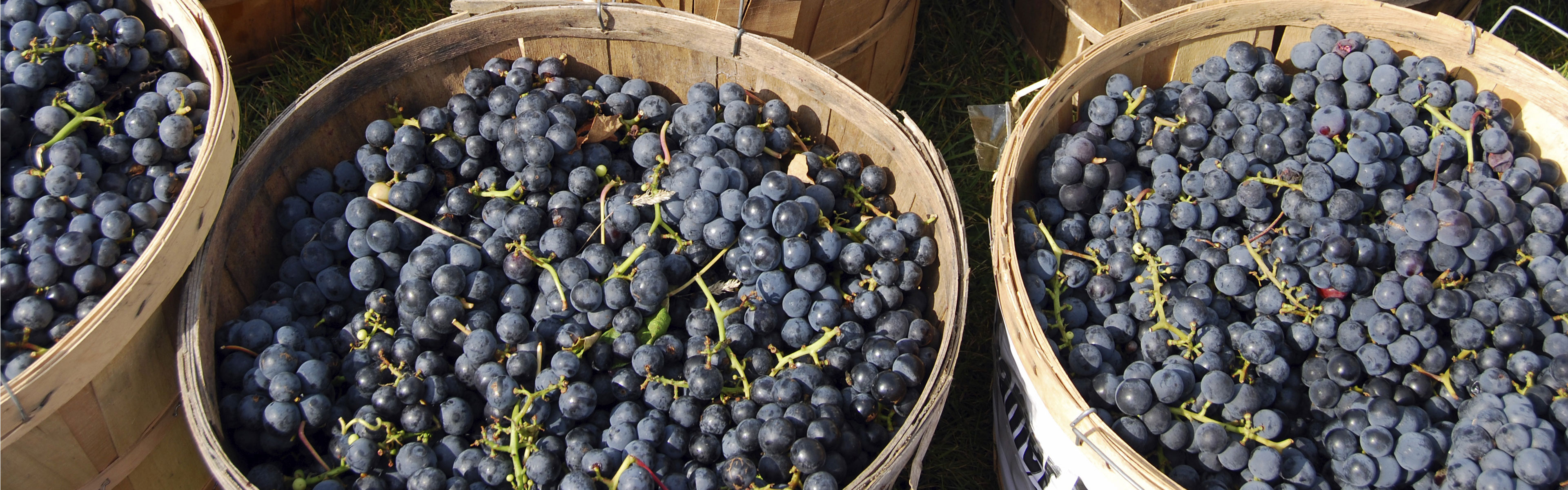spx_application_wine_and_juice_processing_d.jpg