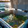 Applications - Marine - Baitwell (800x800).png