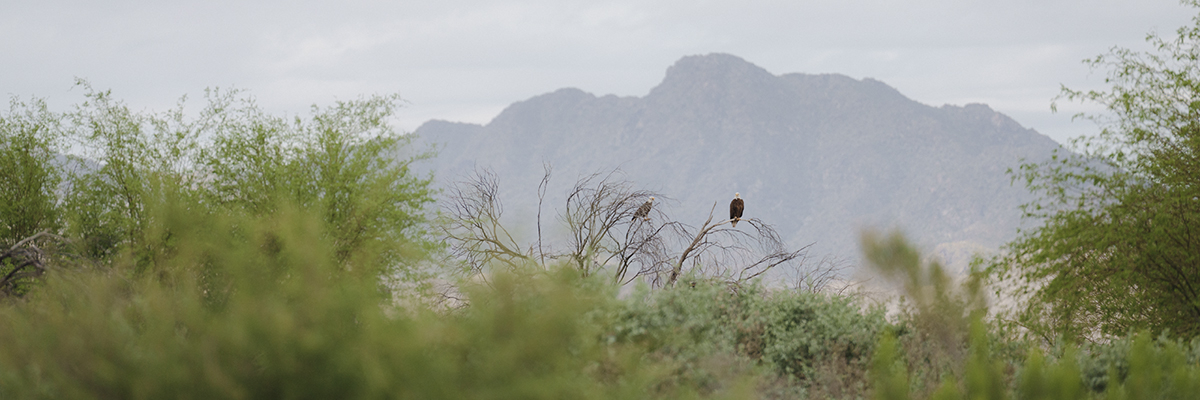 protecting-conserving-wildlife.jpg