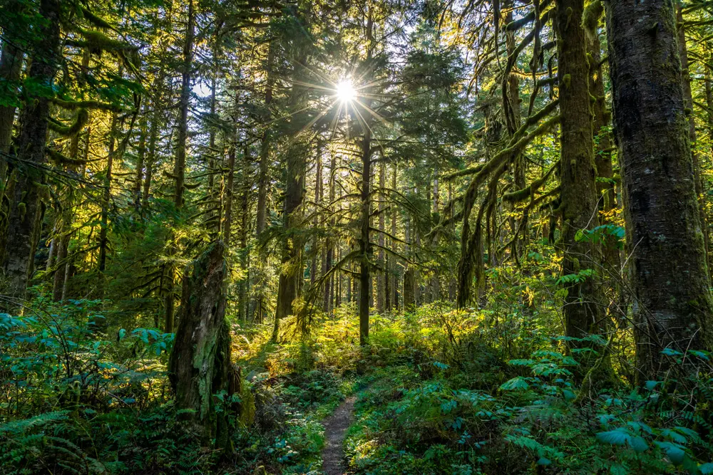overgrown-forest-before.jpg