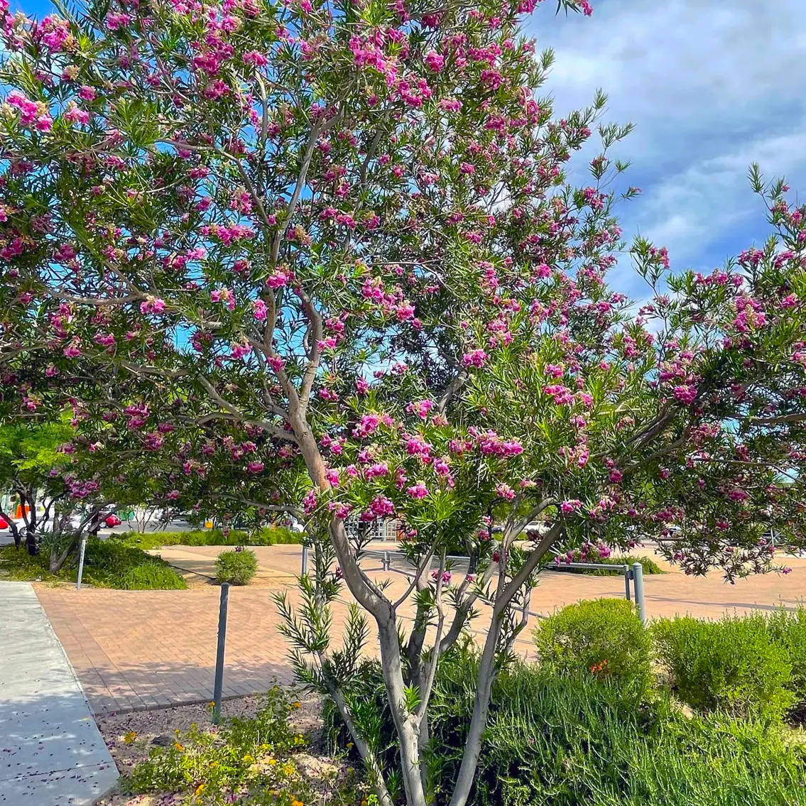Desert Willow