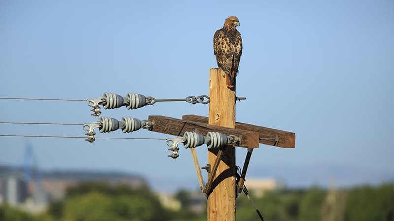 Eagle nest on crane
