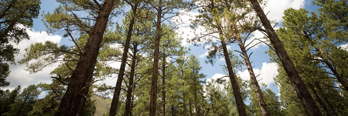 help-forests-stay-healthy.jpg