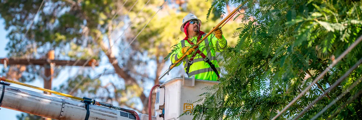 tree-trimming-and-power-lines.jpg