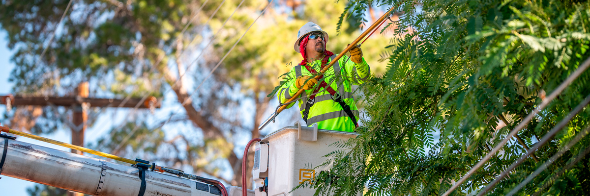 tree-trimming-and-power-lines.jpg