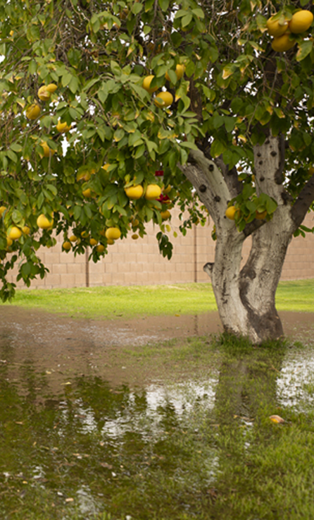 Tree-irrigation.png