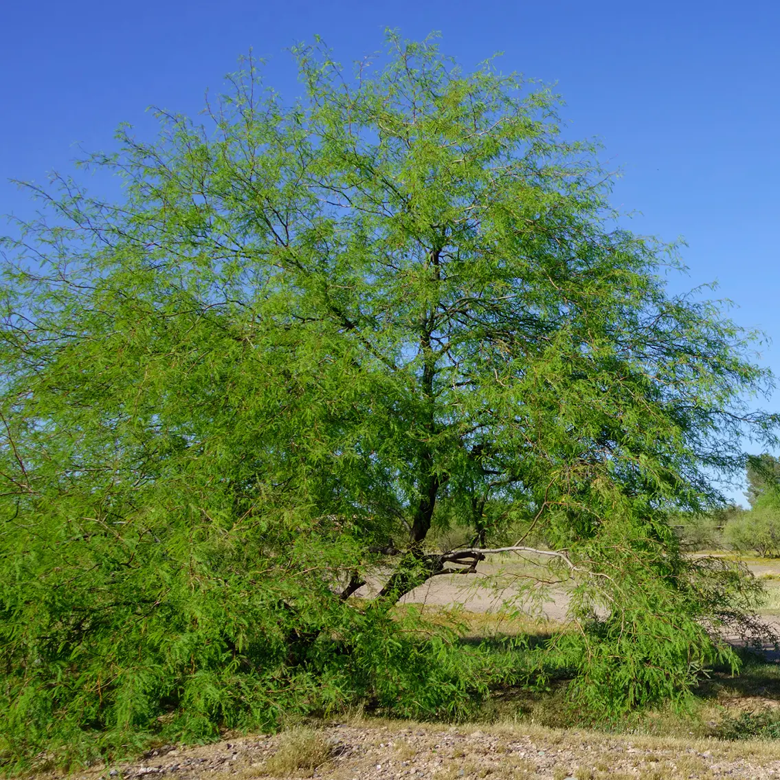 Thornless Mesquite