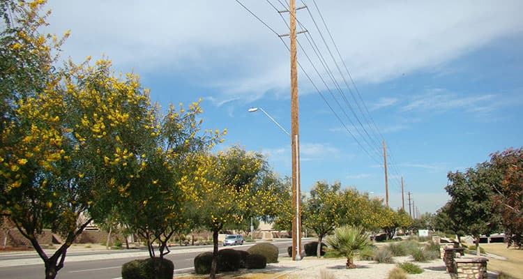 Recognized as a 2022 Tree Line USA® utility for our commitment to urban forestry
