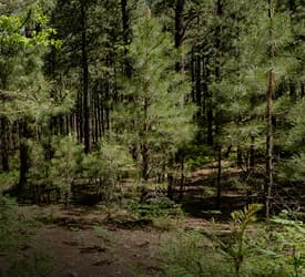 Protejamos nuestros bosques y suministro de agua