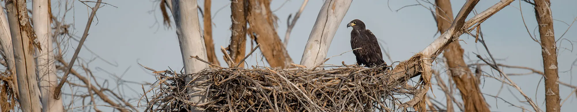 Bird-surveys-header.jpg