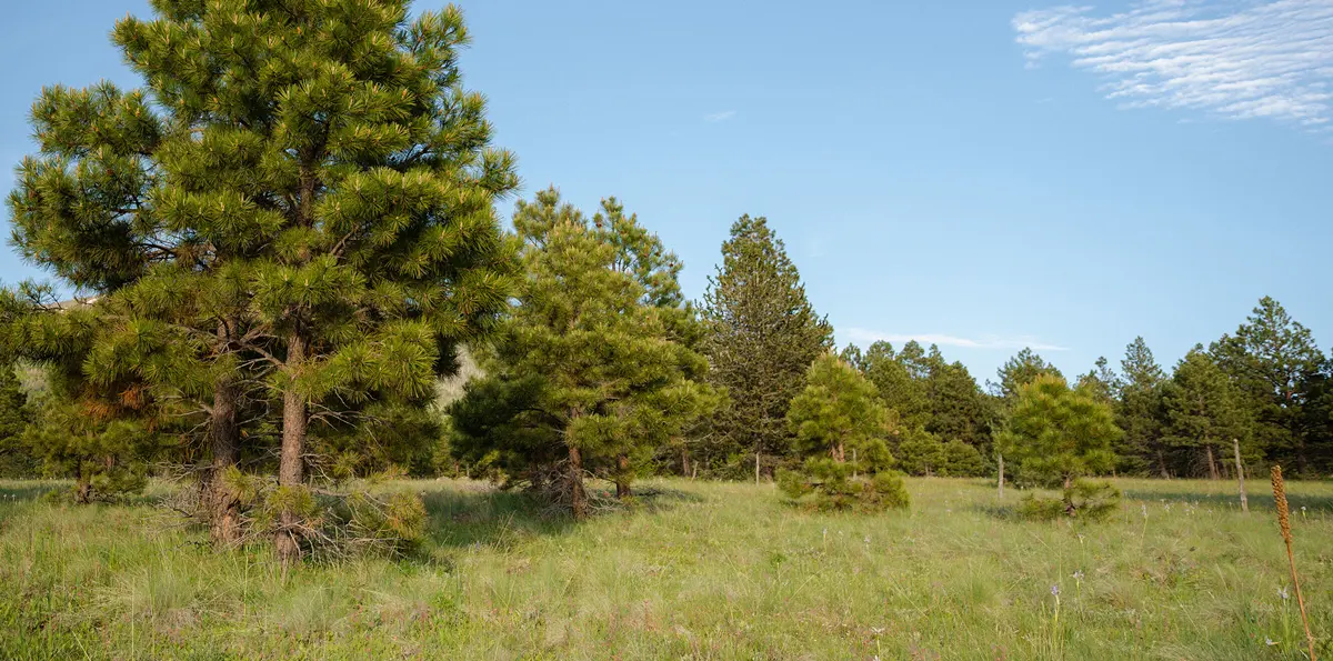 help-forests-stay-healthy.jpg