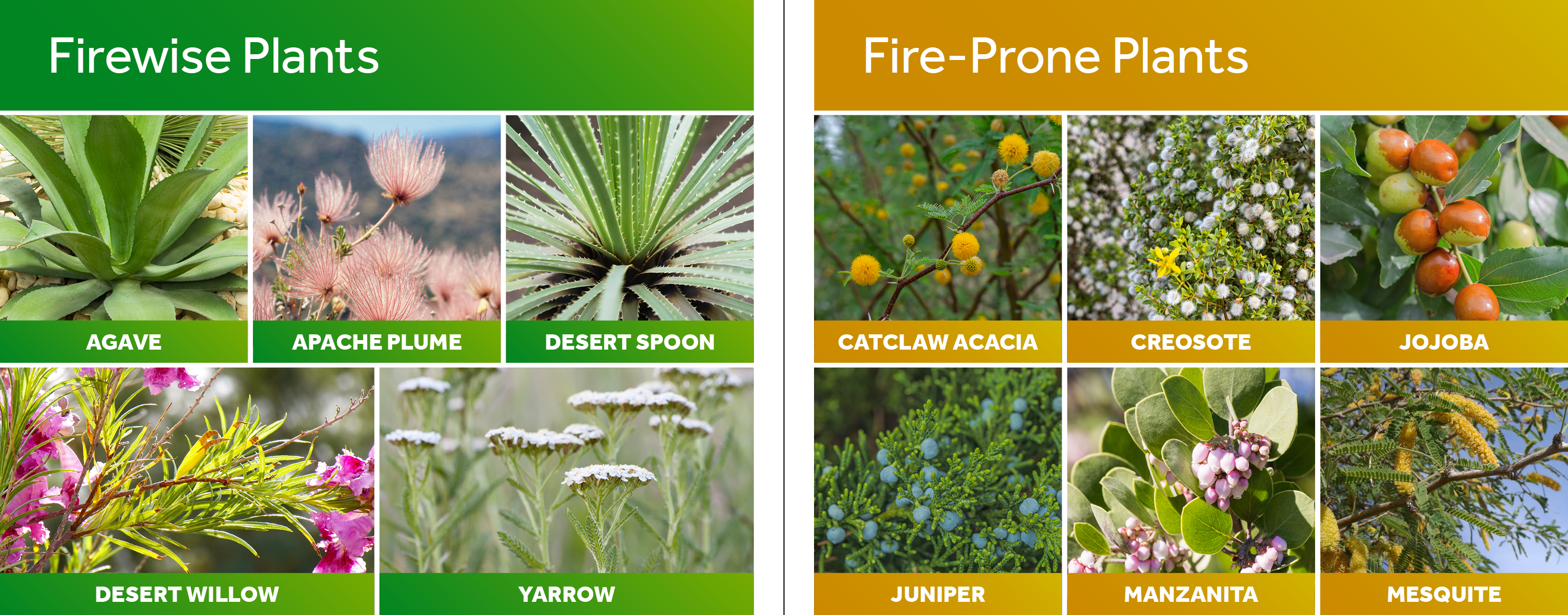 Firewise_Plants_Fireprone_Plants_GFX.png