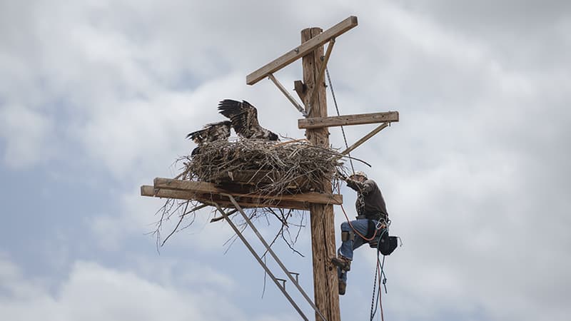 Eagles on infrastructure