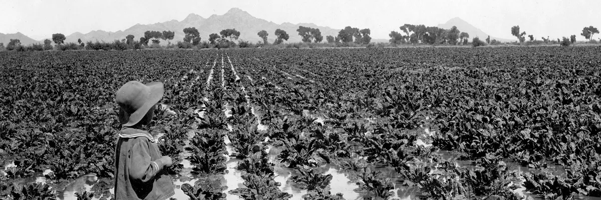 1903-irrigated-sugar-beet-field.jpg
