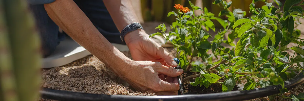 An image of a dripper watering a succulent.