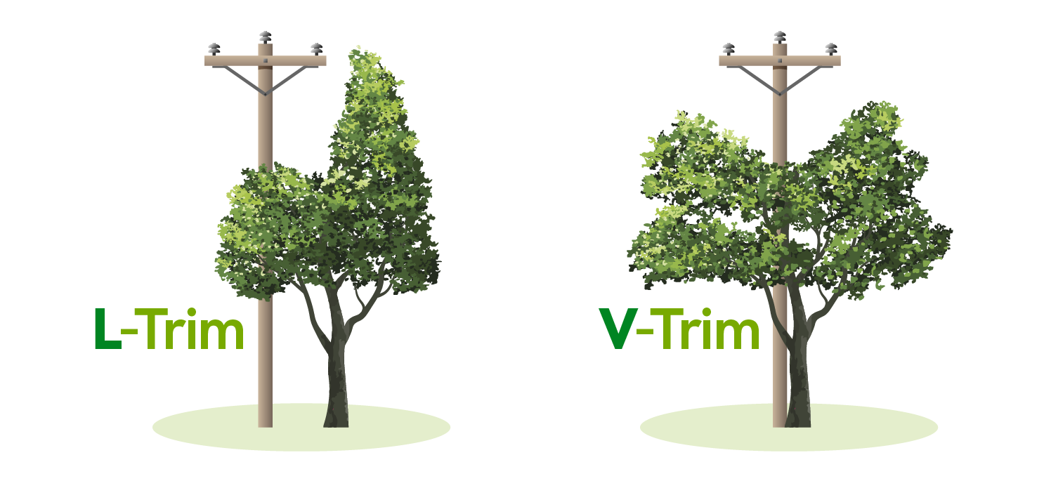 How_We_Prune_Trees_Ltrim_Vtrim.png
