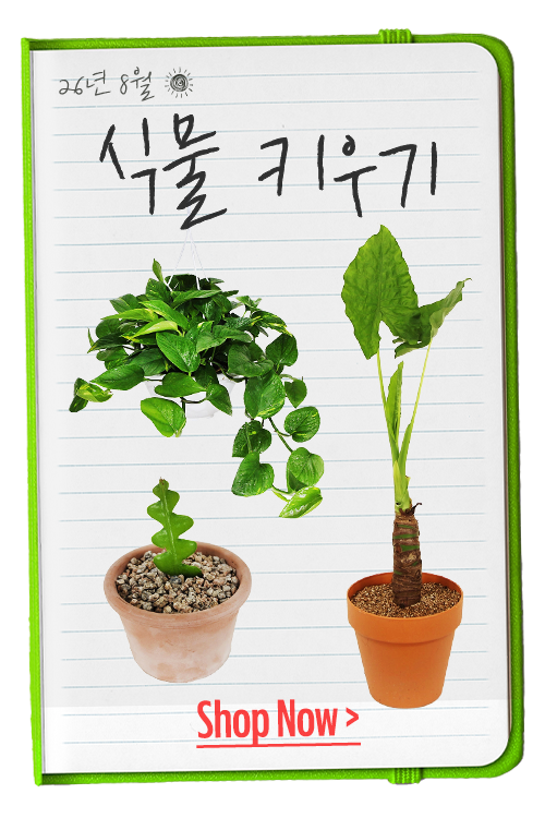 식물 키우기
