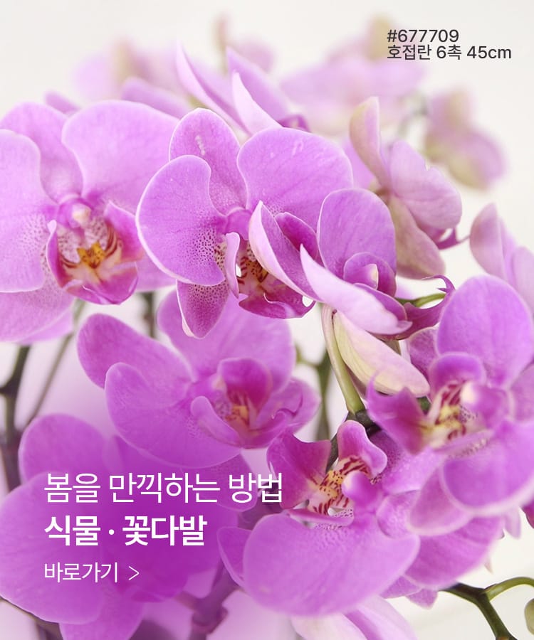 봄을 만끽하는 방법, 식물/꽃다발