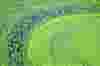 algae bloom